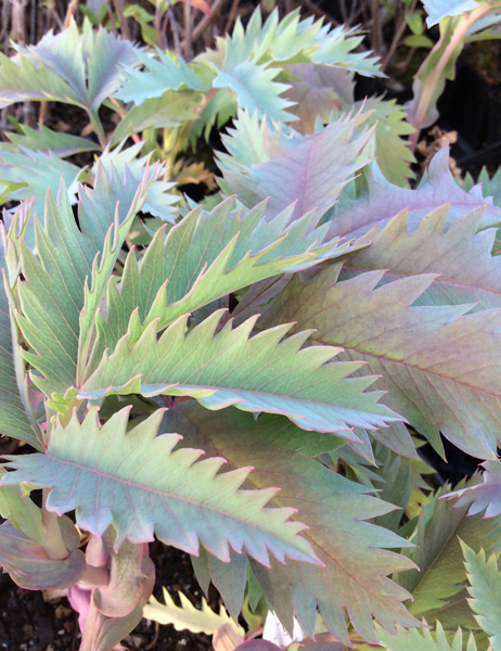 Melianthus major Antonow’s Blue