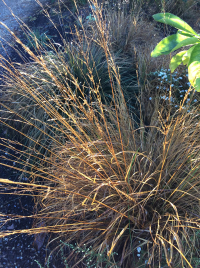 Molinia caerulea Staefa