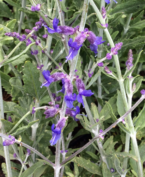 Perovskia atriplicifolia Little Spire