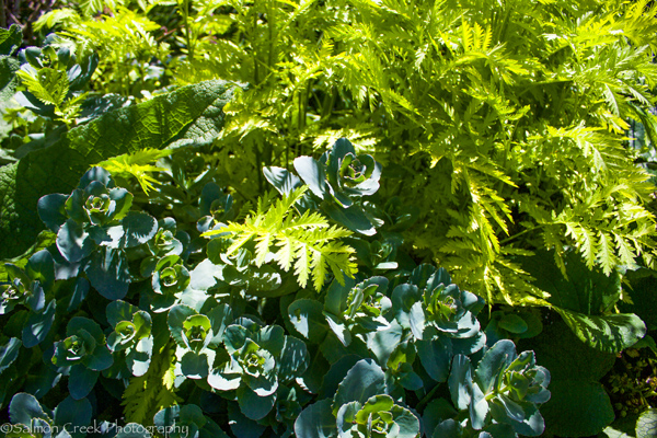 Sedum telephium Red Cauli