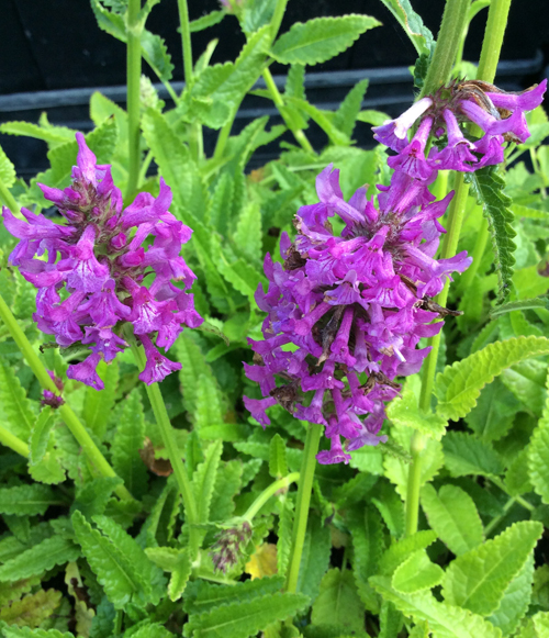 Stachys maxima