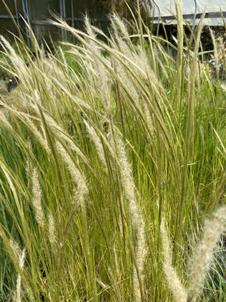 Stipa ichu