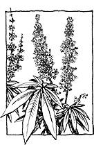 Vitex agnus-castus Pink Pinnacle™