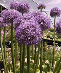 <i>Allium</i> ‘Globe Master’