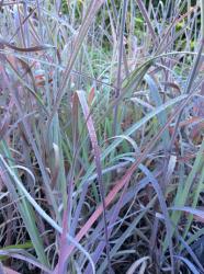 <i>Andropogon gerardii</i> ‘Lord Snowden’s Big Blue’