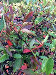 <i>Aronia melanocarpa</i> ‘Viking’