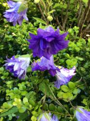<i>Campanula trachelium</i> ‘Bernice’
