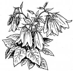 <i>Campanula</i> ‘Iridescent Bells’