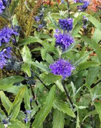 <i>Caryopteris</i> x <i>clandonensis</i> ‘Longwood Blue’