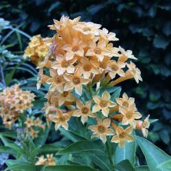 <i>Cestrum</i> ‘Orange Peel’