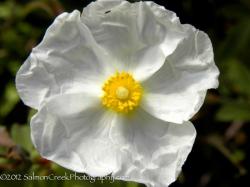 <em>Cistus</em> ‘Snow White’