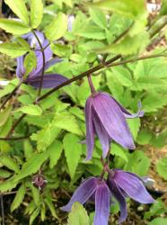 <i>Clematis macropetala</i> ‘Blue Bird’