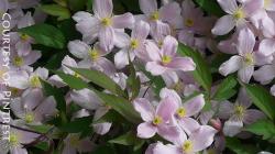 <i>Clematis montana</i> ‘Elizabeth’