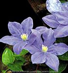 <i>Clematis</i> ‘Fujimusume’