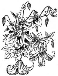 <i>Clematis</i> ‘Pagoda’