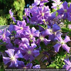 <i>Clematis</i> ‘Perle d’Azur’