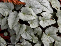 <em>Cyclamen hederifolium</em> ‘Silver Leaf Pink’