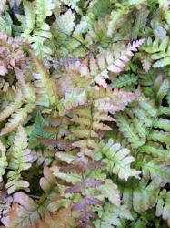 <i>Dryopteris erythrosora</i> ‘Brilliance’
