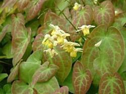 <i>Epimedium</i> x <i>versicolor</i> ‘Sulphureum’