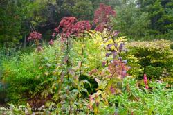 <i>Eupatorium maculatum</i> ‘Riesenschirm’