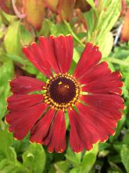 <i>Helenium</i> ‘Potters Wheel’