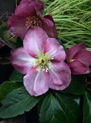<i>Helleborus</i> x <i>lemonnierae</i> ‘HGC Madame Lemonnier’