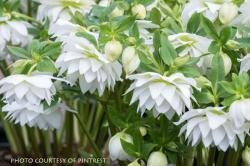 <i>Helleborus</i> x <i>hybridus</i> ‘Sparkling Diamond’