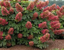 <i>Hydrangea quercifolia</i> ‘Ruby Slippers’