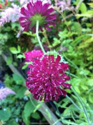 <i>Knautia macedonica</i> ‘Mars Midget’