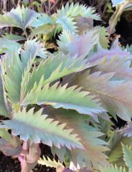 <i>Melianthus major</i> ‘Antonow’s Blue’