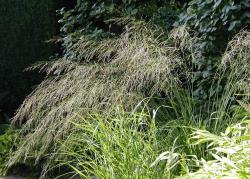 <em>Molinia caerulea</em> ‘Transparent’