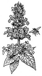 <i>Nepeta kubanica</i> ‘Bokratune’
