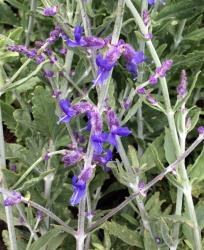 <i>Perovskia atriplicifolia</i> ‘Little Spire’