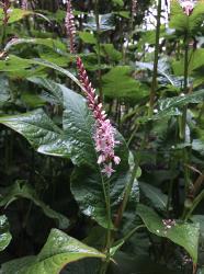 <i>Persicaria amplexicaulis</i> ‘Rosea’