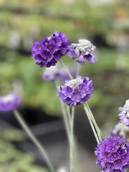 <i>Primula capitata</i> ‘Salvana’
