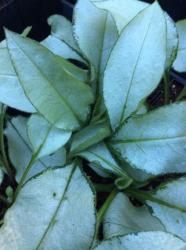 <i>Pulmonaria</i> ‘Majesté’