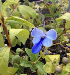 <i>Rotheca myricoides</i> ‘Ugandense’