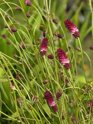 <em>Sanguisorba officinalis</em> ‘Red Thunder’