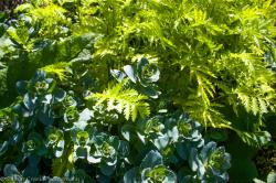 <i>Sedum telephium</i> ‘Red Cauli’