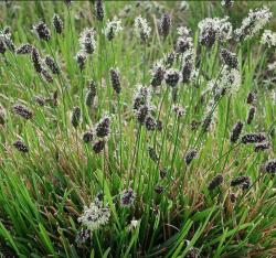 <i>Sesleria argentea</i>