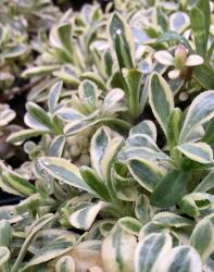 <i>Silene uniflora</i> ‘Druetts Variegated’