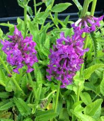 <i>Stachys maxima</i>