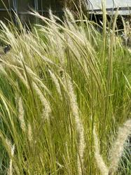 <em>Stipa ichu</em> ‘’