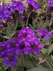 <i>Verbena rigida</i> ‘Santos’