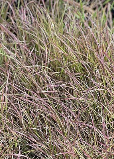 Andropogon ternarius Black Moutain