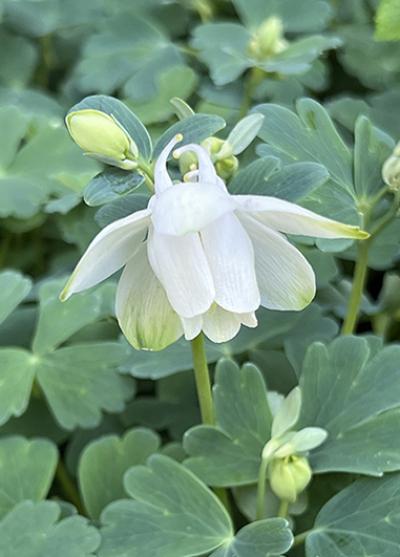 Aquilegia flabellata White Angel