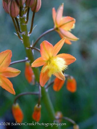 <i>Bulbine frutescens</i>