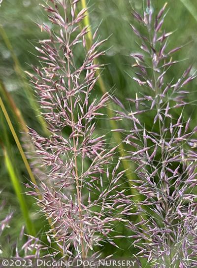 Calamagrostis arundinacea ‘Caspian™’