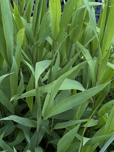 Chasmanthium latifolium