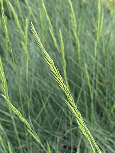 Festuca ssp. Eilers Beauty™